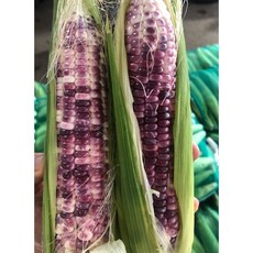 흑찰옥수수-추천-상품