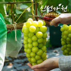 신선가원 GAP AI 비파괴 당도선별 고당도 샤인머스켓, 1박스, 고당도 샤인머스켓 1kg내(1~2송이)