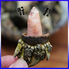 국내산 산지직송 자영산 바다의별미 쫄깃한 급냉 생 300g 600g 900g 통영 거북손, 1팩, 1개