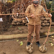 샤인머스켓나무