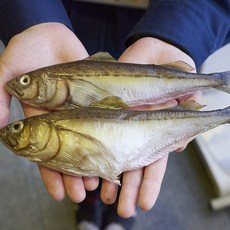 강원도 고성 햇 알도루묵 도루묵 조림 찌개 구이 산지직송, 1개, 알 도루묵 5미