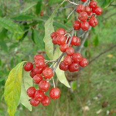 리서스원예 왕보리수나무 왕보리수묘목 유실수 결실주 R3 전후, 왕보리수 결실주, 1개