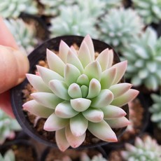 [해뜰다육] 수빙(소) 다육식물 선인장