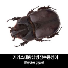 기가스대왕남방장수풍뎅이표본-Oryctes gigas, 수컷 60~64mm, 1개