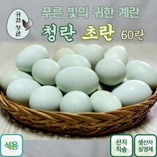 귀한 건강한 청란 초란 어린닭이 낳은 청계란 유정란, 60개