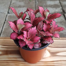 폴레드라이징스타