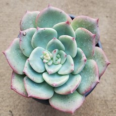 식물나라아이스선