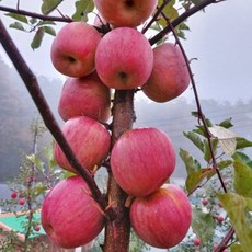 강원도 청정 산지 직송 양구 새콤달콤 아삭한 명품 부사 후지 사과 설렘마당 특별가 5kg, 1개