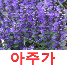 삼나물묘목