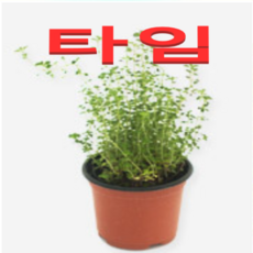 (성실농원A)타임 화분(소)2개 식용요리허브식물, 2개