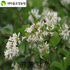 쥐똥나무 쥐똥나무묘목 울타리용나무 조경수, 1개