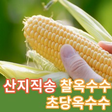 제주도초당옥수수