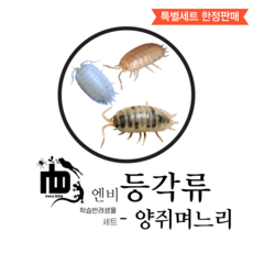 [분해생물] 양쥐며느리 2cm 5마리 등각류, 기본형세트만, 1개, 믹스모프