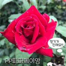 참견의묘미