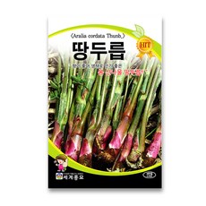 땅두릅 TOP01