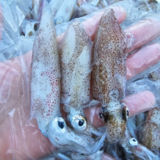 산지직송 급속냉동 꼴뚜기 500g 1kg, 3세트