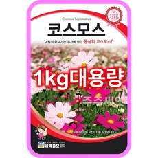 코스모스 씨앗 대용량 1kg 꽃씨 몰 종자 홈가드닝 cosmos seeds 꽃씨앗, 단품