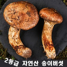 2024년 최고급 자연산 송이 버섯 자연 추석 설날 명절 선물세트, 2등급7cm 이상 500g