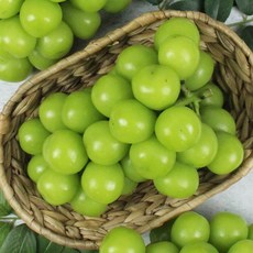 매그넘인파리초대권