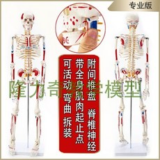 85cm 인간 인체 해골 뼈 조각 근육 전신모형 해부학, 입식형