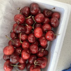 수입산 캘리포니아 생체리 1kg 2kg 3kg 5kg / 체리 체리2kg 체리과일 과일체리 캘리포니아체리 cherries 채리 미국산체리 미국체리 수입산체리 체리5kg