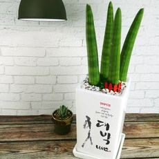 화분이야기 [개업화분 개업축하 금전수 돈나무] 하시는 모든일 대박나세요 +메세지화분