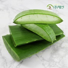 무농약 생알로에 피부와 장건강에 좋은 국내산 알로에베라 5kg, 1개