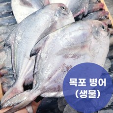 제철 목포 국산 병어 당일조업 산지직송, 1개, 1kg(구이및조림/ 4~5미)