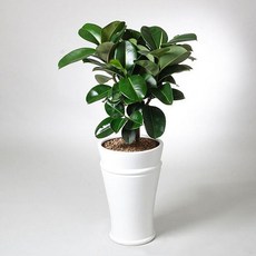 푸시아베리플라워