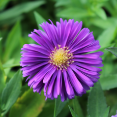 복남이네야생화 aster-매직퍼플 [4포트] 공작아스타 겹꽃 (10cm포트 퍼플 아스타 가을꽃 모종)