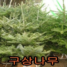 구상나무 TOP01