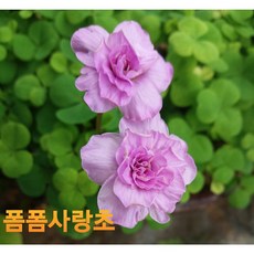 사랑초 TOP01