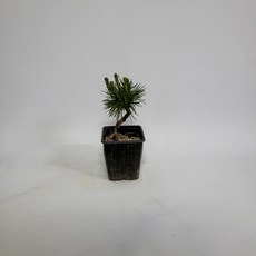 해송