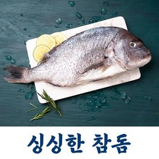 바다의 왕 싱싱한 국내산 참돔 생물 1마리, 참돔(생물/800-900g)