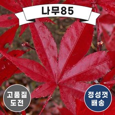 (나무85) 사계접목홍단풍(블러드굿) 4종 시리즈 중 택1, 2.블러드굿 R3 내외 분, 1개