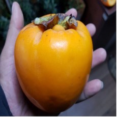 태추단감 (3년생) 결실주 1개 개 상품 이미지