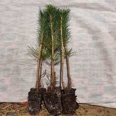 소나무 묘목 해송 3년생 50cm 조경수 정원수