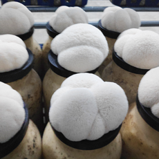 무농약 노루궁뎅이버섯 생노루버섯 당일수확 발송 500g 1kg, 노루궁뎅이버섯 500g