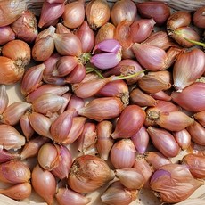 국내산 쪽파 종근 쪽파 씨앗 onion seeds 500g, 1개