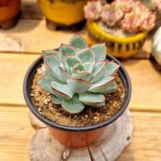 호랑이배꼽양조장