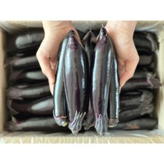 국내산 가지 통통한가지 당일경매 못난이 특품 1kg 2kg 5kg, 가지 특품 1kg, 1개