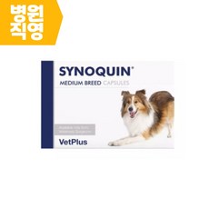 사이노퀸중형견