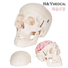 4D Anatomy 두개골 뇌모형 8파트 분리형 XC-104E 인체모형 의료용 과학 교구, 1개