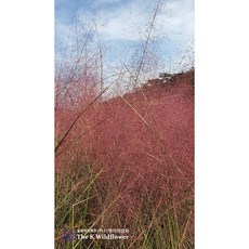 더케이야생화 핑크뮬리그라스(분홍쥐꼬리새) 4치(10cm), 1개
