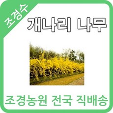 대한조경농원 개나리 나무 묘목 (1년생-20주묶음)