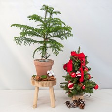 아라우카리아대형