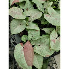 싱고니움밀크컨페티