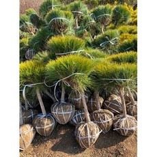 소나무묘목 둥근소나무 조경수 판매 조경나무 정원수