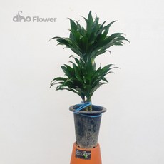 드라세나콤팩타