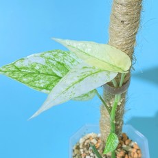 에피프레넘피나텀